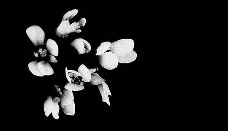 Different Crop of Flowers in B&W