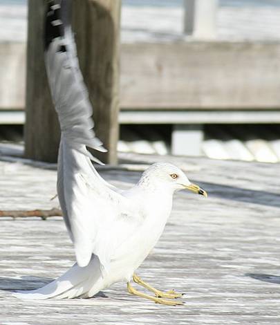 Coming in for a landing