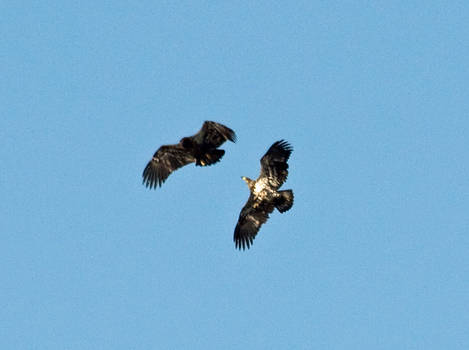 Play or aerial combat training?