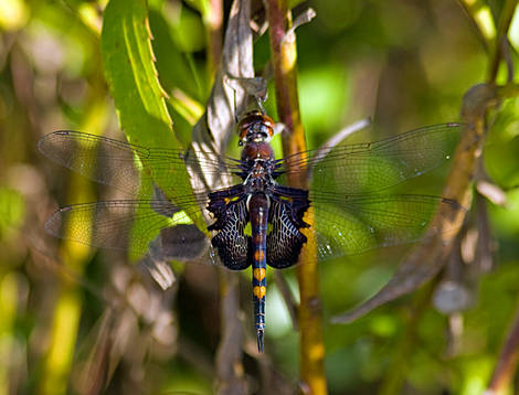 Butterfly and Dragonflies