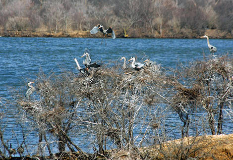 GBH_Rookery_1