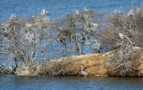 GBH_Rookery_5