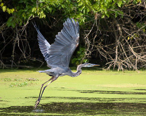 Great Blue Heron