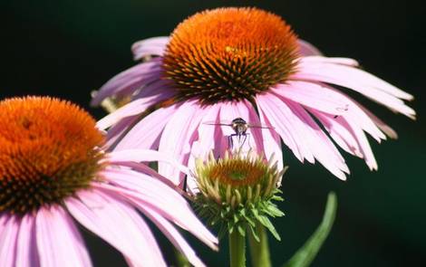 Big Flower, Little Fly