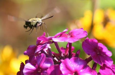 Clearwing Hummingbird Moth