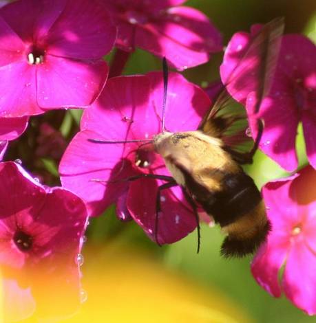 Clearwing Hummingbird Moth