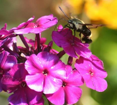 Clearwing Hummingbird Moth