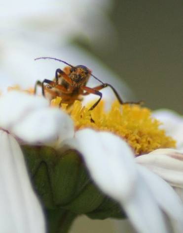 Flowers and the Bugs that love them...