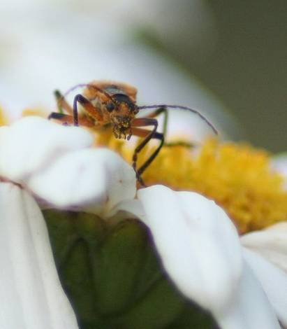 Flowers and the Bugs that love them...