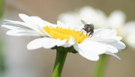 Flowers and the Bugs that love them...