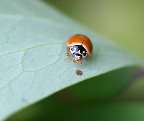 Ladybug