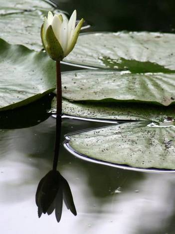 Water Lily &amp; Lily Pads