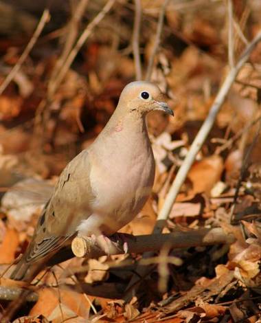 Mourning Dove