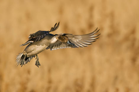 More birds