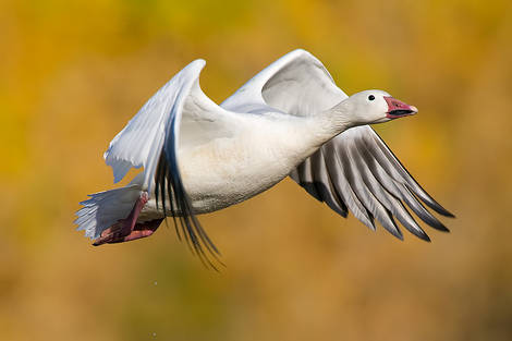 More birds