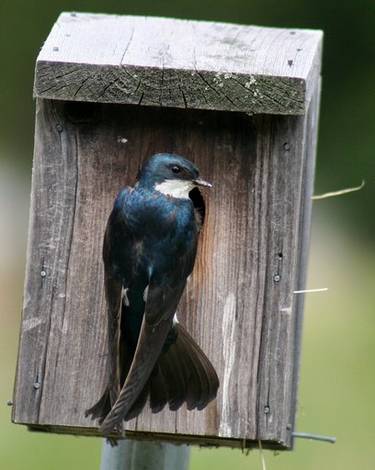 Swallows