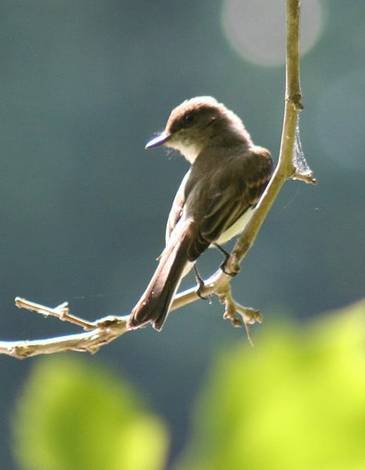 Spring 07 Bird ID Thread