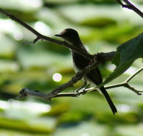 Spring 07 Bird ID Thread