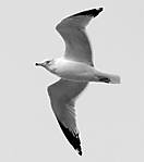 2_28_GULL_infrared.jpg