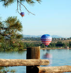 Ballon-in-Tree.jpg