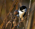 Black-capped_Chickadee_1.jpg