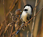 Black-capped_Chickadee_2.jpg