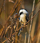 Black-capped_Chickadee_3.jpg