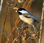 Black-capped_Chickadee_4.jpg