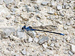 Damselfly_3.jpg