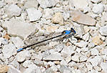 Damselfly_4.jpg