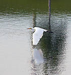 Great_Egret_Reflections_3.jpg