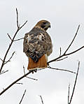 Red-Tailed_Hawk_2.jpg