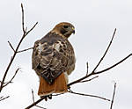 Red-Tailed_Hawk_3.jpg