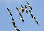 SpringMigration2010_3.jpg