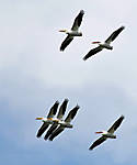 SpringMigration2010_4.jpg