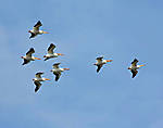 SpringMigration2010_5.jpg