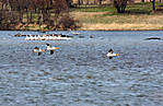 SpringMigration2010_7.jpg