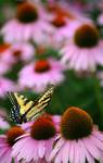 butterflyflowers0711.jpg