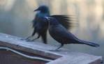 grackles.jpg