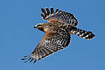 red-shouldered-hawk25.jpg