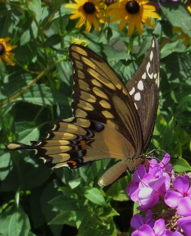 Yellow Swallowtail